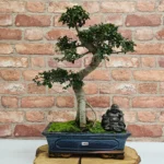 Beautifully Shaped Chinese Elm (Ulmus Parvifolia) Bonsai Tree - 30cm Pot | Perfect for Beginners & Experts | Indoor & Outdoor Hardy Tree - Image 75