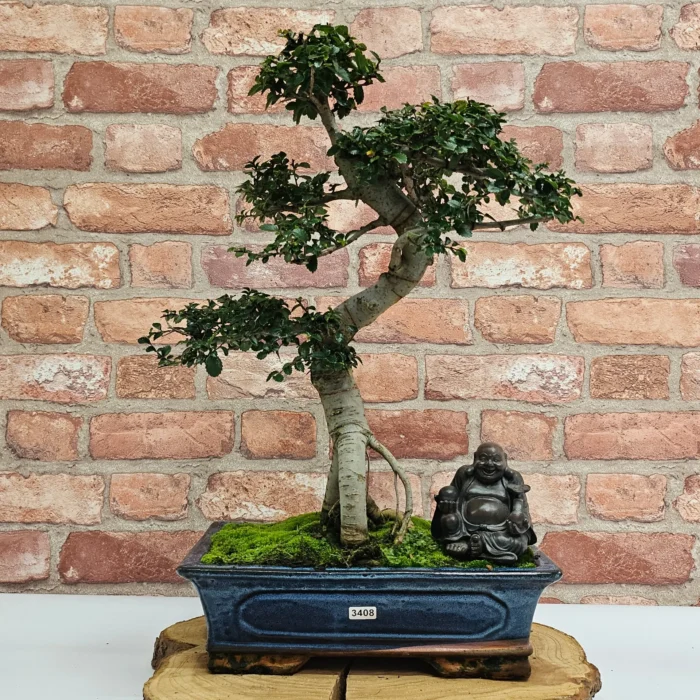 Beautifully Shaped Chinese Elm (Ulmus Parvifolia) Bonsai Tree - 30cm Pot | Perfect for Beginners & Experts | Indoor & Outdoor Hardy Tree - Image 75