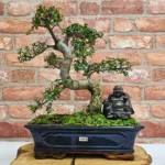 Beautifully Shaped Chinese Elm (Ulmus Parvifolia) Bonsai Tree - 30cm Pot | Perfect for Beginners & Experts | Indoor & Outdoor Hardy Tree - Image 76