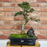 Beautifully Shaped Chinese Elm (Ulmus Parvifolia) Bonsai Tree - 30cm Pot | Perfect for Beginners & Experts | Indoor & Outdoor Hardy Tree - Image 77