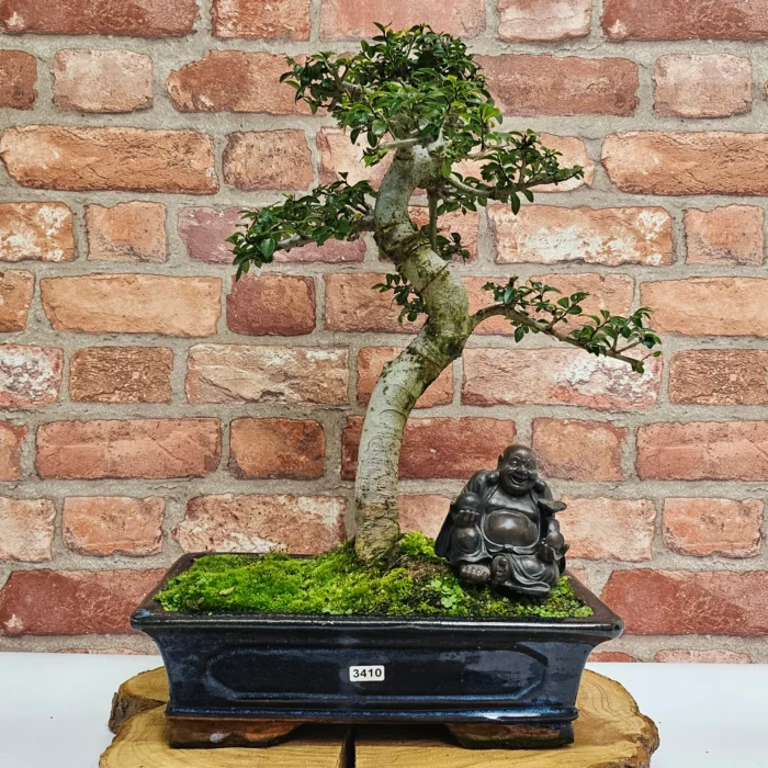 Beautifully Shaped Chinese Elm (Ulmus Parvifolia) Bonsai Tree - 30cm Pot | Perfect for Beginners & Experts | Indoor & Outdoor Hardy Tree - Image 77