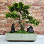 Large Chinese Elm Bonsai Tree (Ulmus Parvifolia) - 35cm Glazed Pot | Perfect for Beginners & Experts | Low Maintenance Indoor/Outdoor Bonsai
