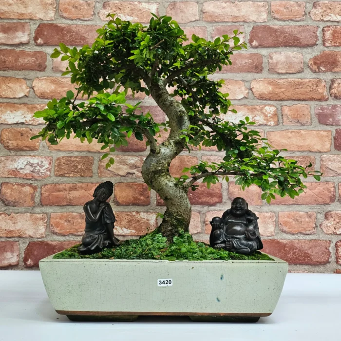 Large Chinese Elm Bonsai Tree (Ulmus Parvifolia) - 35cm Glazed Pot | Perfect for Beginners & Experts | Low Maintenance Indoor/Outdoor Bonsai - Image 1