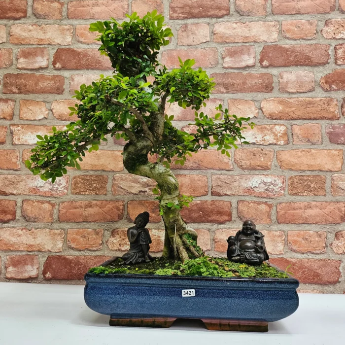 Large Chinese Elm Bonsai Tree (Ulmus Parvifolia) - 35cm Glazed Pot | Perfect for Beginners & Experts | Low Maintenance Indoor/Outdoor Bonsai - Image 13