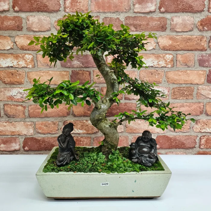Large Chinese Elm Bonsai Tree (Ulmus Parvifolia) - 35cm Glazed Pot | Perfect for Beginners & Experts | Low Maintenance Indoor/Outdoor Bonsai - Image 14