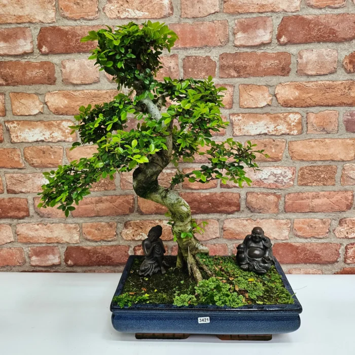 Large Chinese Elm Bonsai Tree (Ulmus Parvifolia) - 35cm Glazed Pot | Perfect for Beginners & Experts | Low Maintenance Indoor/Outdoor Bonsai - Image 15