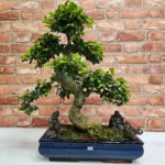Large Chinese Elm Bonsai Tree (Ulmus Parvifolia) - Shaped, Indoor & Outdoor, 40cm Glazed Pot, Easy Care for All Levels - Image 2