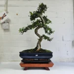Large Chinese Elm Bonsai Tree (Ulmus Parvifolia) - 35cm Glazed Pot | Perfect for Beginners & Experts | Low Maintenance Indoor/Outdoor Bonsai - Image 16