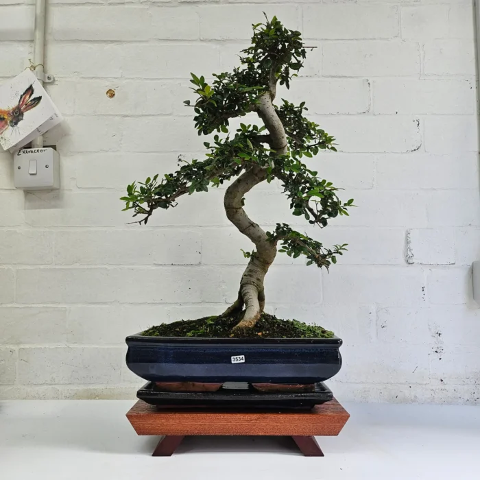 Large Chinese Elm Bonsai Tree (Ulmus Parvifolia) - 35cm Glazed Pot | Perfect for Beginners & Experts | Low Maintenance Indoor/Outdoor Bonsai - Image 16
