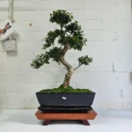 Large Chinese Elm Bonsai Tree (Ulmus Parvifolia) - 35cm Glazed Pot | Perfect for Beginners & Experts | Low Maintenance Indoor/Outdoor Bonsai - Image 17