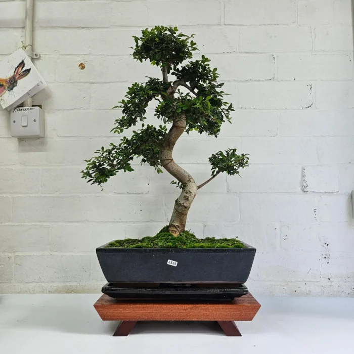 Large Chinese Elm Bonsai Tree (Ulmus Parvifolia) - 35cm Glazed Pot | Perfect for Beginners & Experts | Low Maintenance Indoor/Outdoor Bonsai - Image 17
