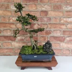 Beautifully Shaped Chinese Elm (Ulmus Parvifolia) Bonsai Tree - 30cm Pot | Perfect for Beginners & Experts | Indoor & Outdoor Hardy Tree - Image 79