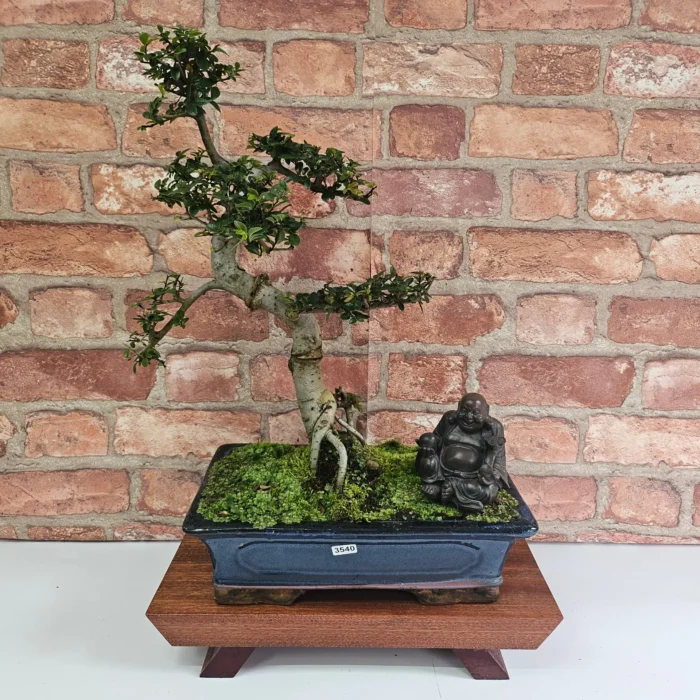 Beautifully Shaped Chinese Elm (Ulmus Parvifolia) Bonsai Tree - 30cm Pot | Perfect for Beginners & Experts | Indoor & Outdoor Hardy Tree - Image 79