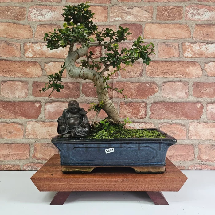 Beautifully Shaped Chinese Elm (Ulmus Parvifolia) Bonsai Tree - 30cm Pot | Perfect for Beginners & Experts | Indoor & Outdoor Hardy Tree - Image 80