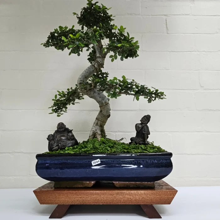 Large Chinese Elm Bonsai Tree (Ulmus Parvifolia) - 35cm Glazed Pot | Perfect for Beginners & Experts | Low Maintenance Indoor/Outdoor Bonsai - Image 18