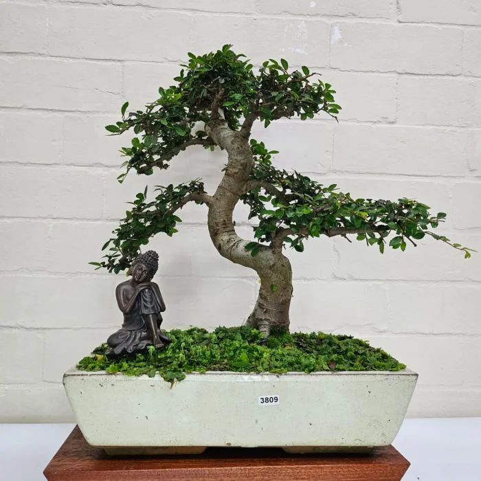 Large Chinese Elm Bonsai Tree (Ulmus Parvifolia) - 35cm Glazed Pot | Perfect for Beginners & Experts | Low Maintenance Indoor/Outdoor Bonsai - Image 19