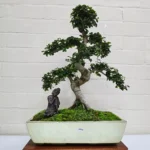 Large Chinese Elm Bonsai Tree (Ulmus Parvifolia) - 35cm Glazed Pot | Perfect for Beginners & Experts | Low Maintenance Indoor/Outdoor Bonsai - Image 20