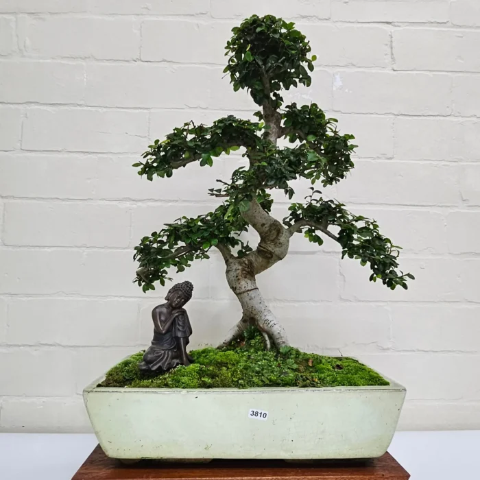 Large Chinese Elm Bonsai Tree (Ulmus Parvifolia) - 35cm Glazed Pot | Perfect for Beginners & Experts | Low Maintenance Indoor/Outdoor Bonsai - Image 20