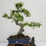 Beautifully Shaped Chinese Elm (Ulmus Parvifolia) Bonsai Tree - 30cm Pot | Perfect for Beginners & Experts | Indoor & Outdoor Hardy Tree - Image 82