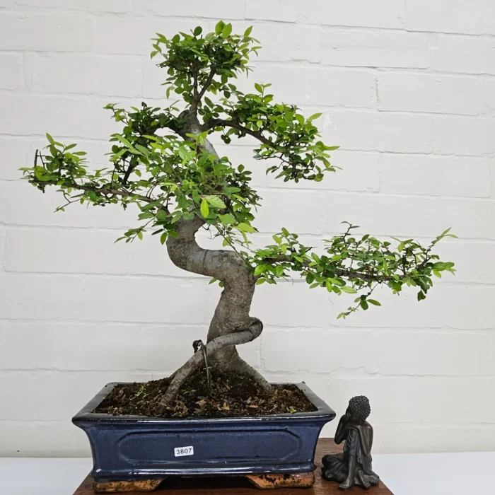 Beautifully Shaped Chinese Elm (Ulmus Parvifolia) Bonsai Tree - 30cm Pot | Perfect for Beginners & Experts | Indoor & Outdoor Hardy Tree - Image 82