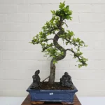 Beautifully Shaped Chinese Elm (Ulmus Parvifolia) Bonsai Tree - 30cm Pot | Perfect for Beginners & Experts | Indoor & Outdoor Hardy Tree - Image 84