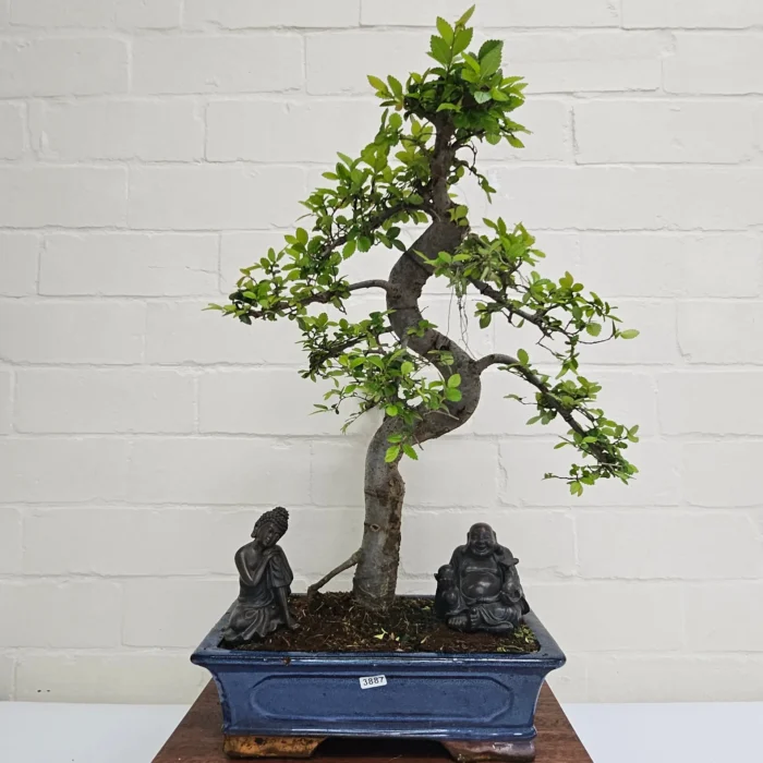 Beautifully Shaped Chinese Elm (Ulmus Parvifolia) Bonsai Tree - 30cm Pot | Perfect for Beginners & Experts | Indoor & Outdoor Hardy Tree - Image 84