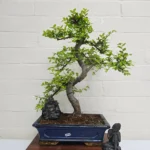 Beautifully Shaped Chinese Elm (Ulmus Parvifolia) Bonsai Tree - 30cm Pot | Perfect for Beginners & Experts | Indoor & Outdoor Hardy Tree - Image 83