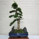 Large Chinese Elm Bonsai Tree (Ulmus Parvifolia) - 35cm Glazed Pot | Perfect for Beginners & Experts | Low Maintenance Indoor/Outdoor Bonsai - Image 22