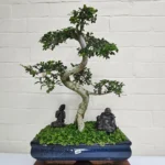 Large Chinese Elm Bonsai Tree (Ulmus Parvifolia) - 35cm Glazed Pot | Perfect for Beginners & Experts | Low Maintenance Indoor/Outdoor Bonsai - Image 21
