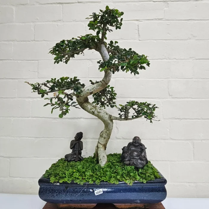 Large Chinese Elm Bonsai Tree (Ulmus Parvifolia) - 35cm Glazed Pot | Perfect for Beginners & Experts | Low Maintenance Indoor/Outdoor Bonsai - Image 21