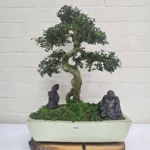 Large Chinese Elm Bonsai Tree (Ulmus Parvifolia) - 35cm Glazed Pot | Perfect for Beginners & Experts | Low Maintenance Indoor/Outdoor Bonsai - Image 23