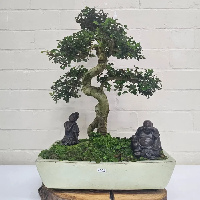 Large Chinese Elm Bonsai Tree (Ulmus Parvifolia) - 35cm Glazed Pot | Perfect for Beginners & Experts | Low Maintenance Indoor/Outdoor Bonsai - Image 23