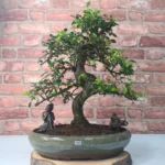 Large Chinese Elm Bonsai Tree (Ulmus Parvifolia) - Shaped, Indoor & Outdoor, 40cm Glazed Pot, Easy Care for All Levels