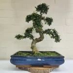 Large Chinese Elm Bonsai Tree (Ulmus Parvifolia) - Shaped, Indoor & Outdoor, 40cm Glazed Pot, Easy Care for All Levels - Image 3