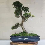 Large Chinese Elm Bonsai Tree (Ulmus Parvifolia) - 35cm Glazed Pot | Perfect for Beginners & Experts | Low Maintenance Indoor/Outdoor Bonsai - Image 24