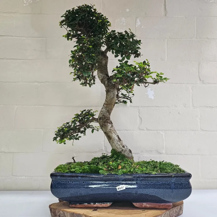 Large Chinese Elm Bonsai Tree (Ulmus Parvifolia) - 35cm Glazed Pot | Perfect for Beginners & Experts | Low Maintenance Indoor/Outdoor Bonsai - Image 24