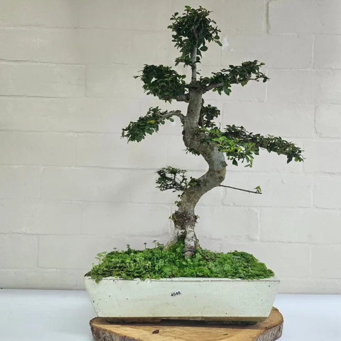 Large Chinese Elm Bonsai Tree (Ulmus Parvifolia) - 35cm Glazed Pot | Perfect for Beginners & Experts | Low Maintenance Indoor/Outdoor Bonsai - Image 25