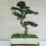 Large Chinese Elm Bonsai Tree (Ulmus Parvifolia) - 35cm Glazed Pot | Perfect for Beginners & Experts | Low Maintenance Indoor/Outdoor Bonsai - Image 26