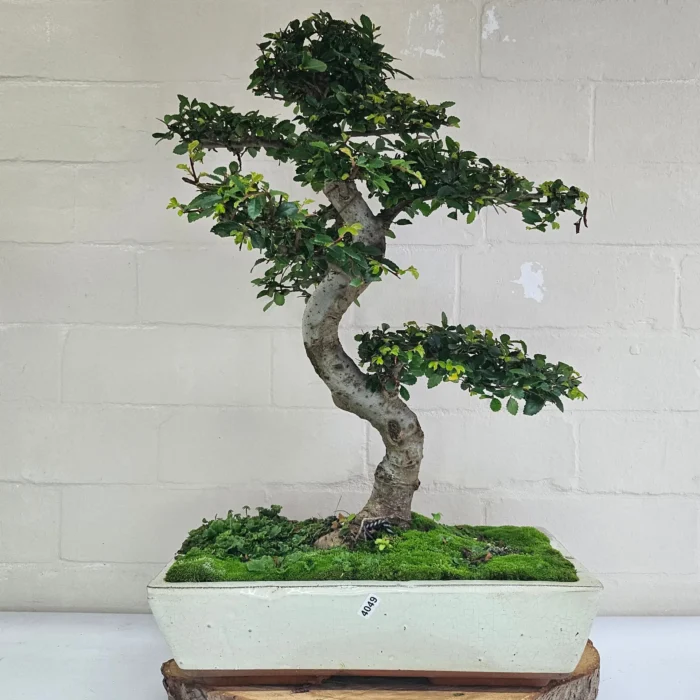 Large Chinese Elm Bonsai Tree (Ulmus Parvifolia) - 35cm Glazed Pot | Perfect for Beginners & Experts | Low Maintenance Indoor/Outdoor Bonsai - Image 26