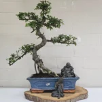 Beautifully Shaped Chinese Elm (Ulmus Parvifolia) Bonsai Tree - 30cm Pot | Perfect for Beginners & Experts | Indoor & Outdoor Hardy Tree - Image 87