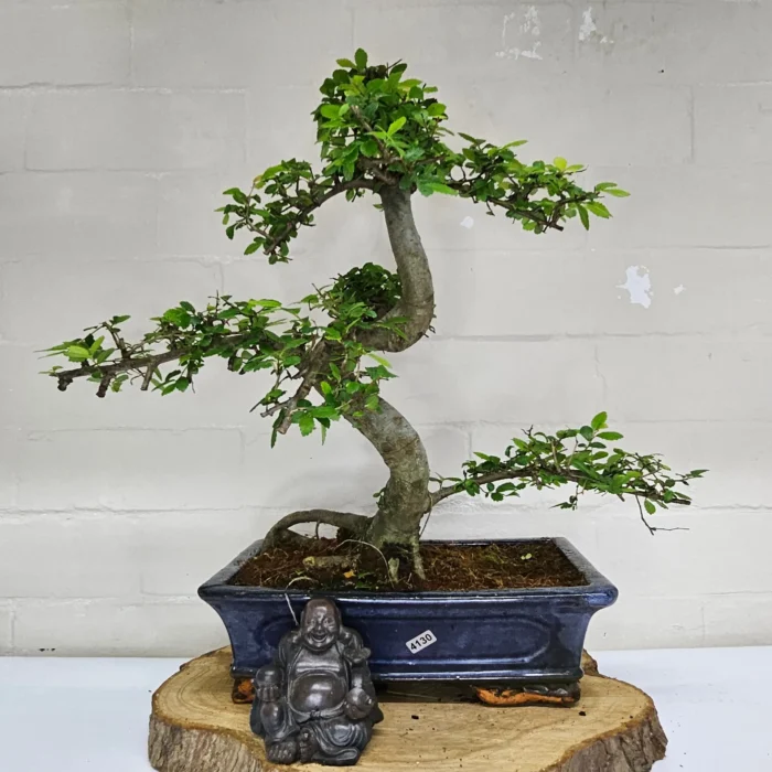 Beautifully Shaped Chinese Elm (Ulmus Parvifolia) Bonsai Tree - 30cm Pot | Perfect for Beginners & Experts | Indoor & Outdoor Hardy Tree - Image 88