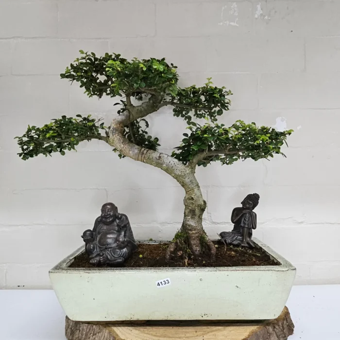 Large Chinese Elm Bonsai Tree (Ulmus Parvifolia) - 35cm Glazed Pot | Perfect for Beginners & Experts | Low Maintenance Indoor/Outdoor Bonsai - Image 27