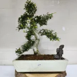 Large Chinese Elm Bonsai Tree (Ulmus Parvifolia) - 35cm Glazed Pot | Perfect for Beginners & Experts | Low Maintenance Indoor/Outdoor Bonsai - Image 28
