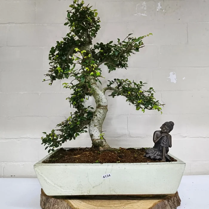 Large Chinese Elm Bonsai Tree (Ulmus Parvifolia) - 35cm Glazed Pot | Perfect for Beginners & Experts | Low Maintenance Indoor/Outdoor Bonsai - Image 28
