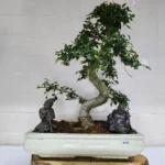 Large Chinese Elm Bonsai Tree (Ulmus Parvifolia) - 35cm Glazed Pot | Perfect for Beginners & Experts | Low Maintenance Indoor/Outdoor Bonsai - Image 29