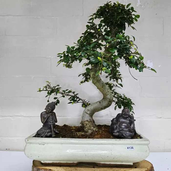 Large Chinese Elm Bonsai Tree (Ulmus Parvifolia) - 35cm Glazed Pot | Perfect for Beginners & Experts | Low Maintenance Indoor/Outdoor Bonsai - Image 29
