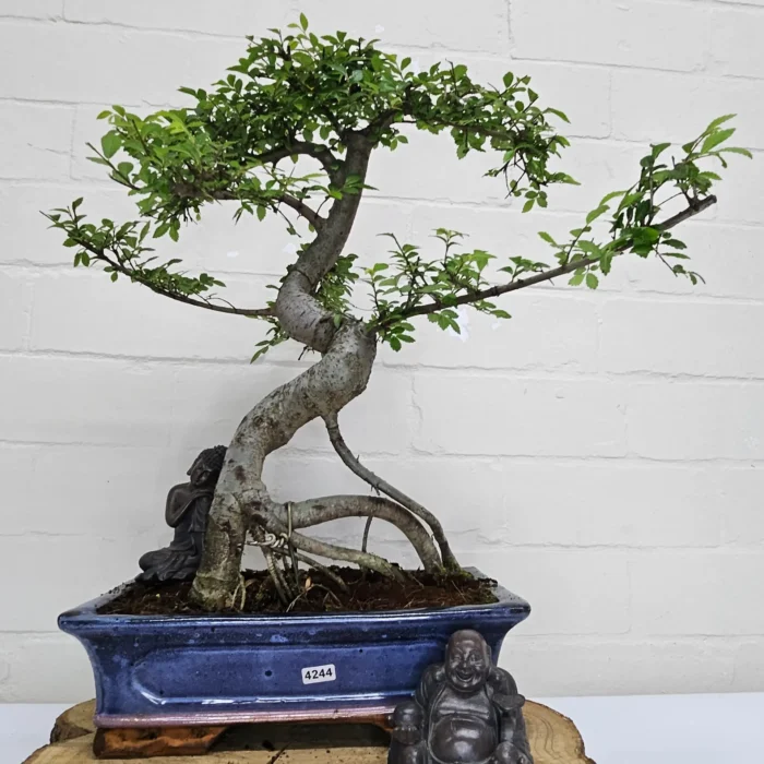 Beautifully Shaped Chinese Elm (Ulmus Parvifolia) Bonsai Tree - 30cm Pot | Perfect for Beginners & Experts | Indoor & Outdoor Hardy Tree - Image 91