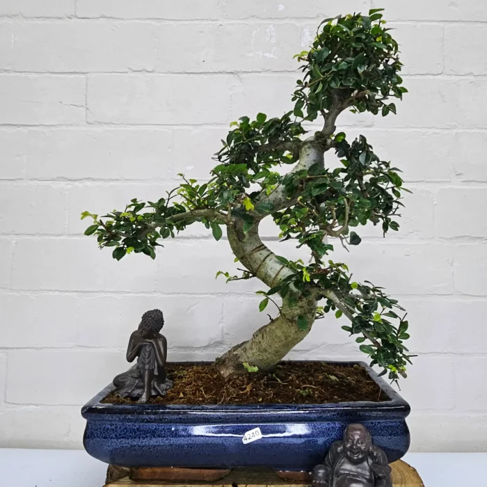 Large Chinese Elm Bonsai Tree (Ulmus Parvifolia) - 35cm Glazed Pot | Perfect for Beginners & Experts | Low Maintenance Indoor/Outdoor Bonsai - Image 30