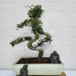 Large Chinese Elm Bonsai Tree (Ulmus Parvifolia) - 35cm Glazed Pot | Perfect for Beginners & Experts | Low Maintenance Indoor/Outdoor Bonsai - Image 31