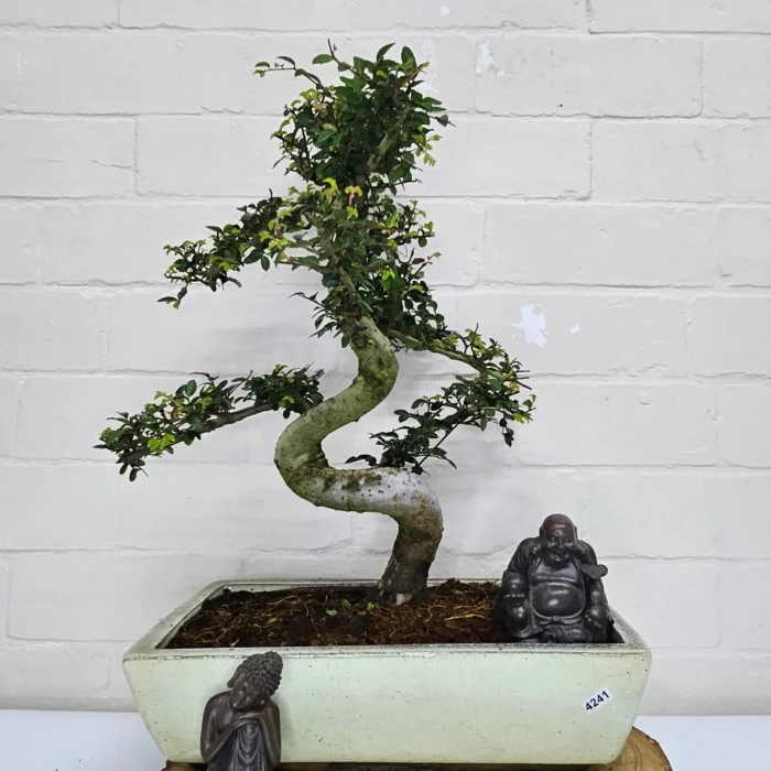 Large Chinese Elm Bonsai Tree (Ulmus Parvifolia) - 35cm Glazed Pot | Perfect for Beginners & Experts | Low Maintenance Indoor/Outdoor Bonsai - Image 31